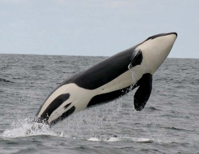 whale_killer_orca_breach