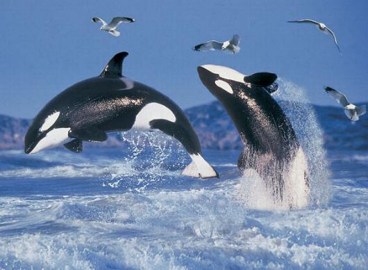 Orcinus_orca_3